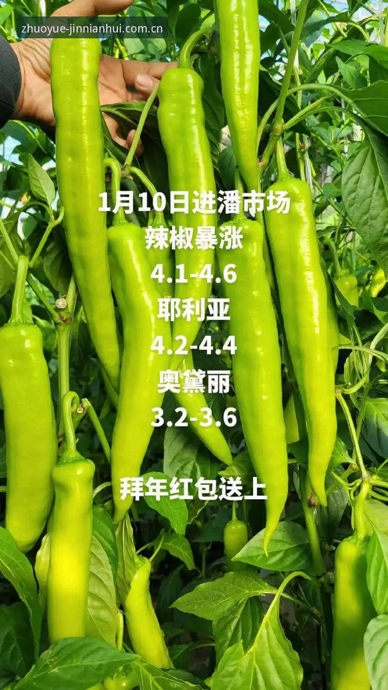 金年会体育平台全新升级v3.2.1版本最新消息：43.5MB安装包如何重塑高端服务体验？
